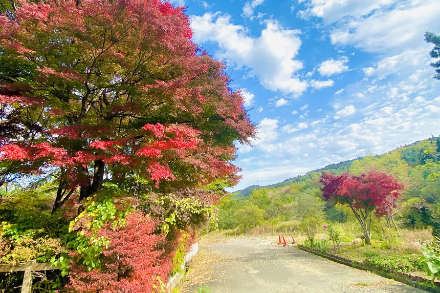 青空の下、紅葉した木のある道