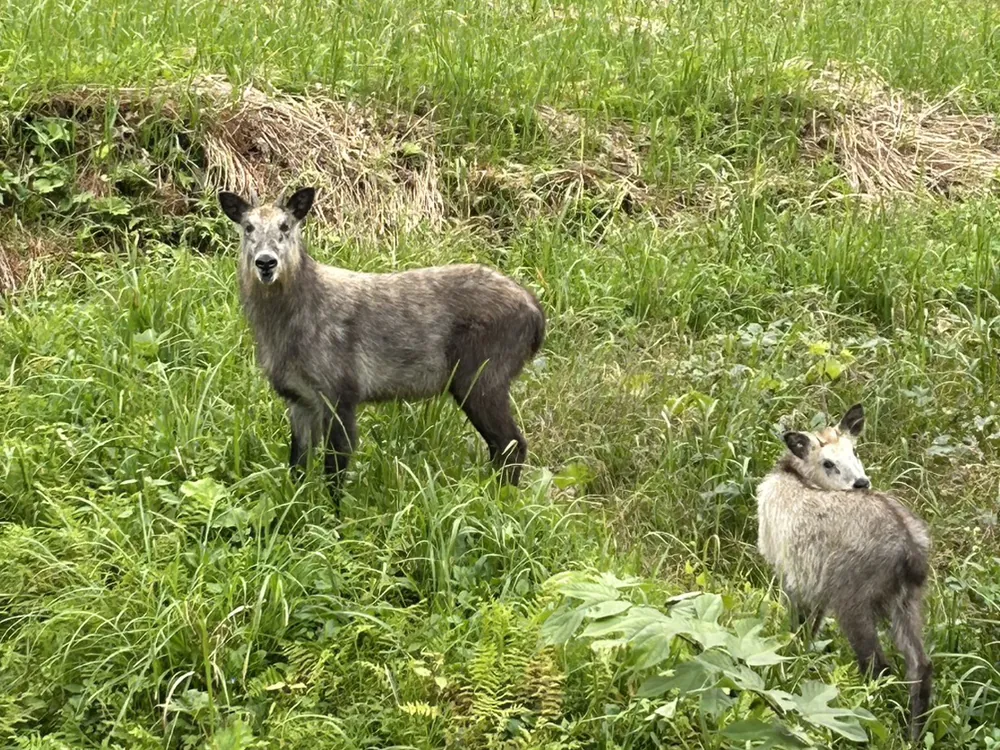 草地に立つ二頭の動物