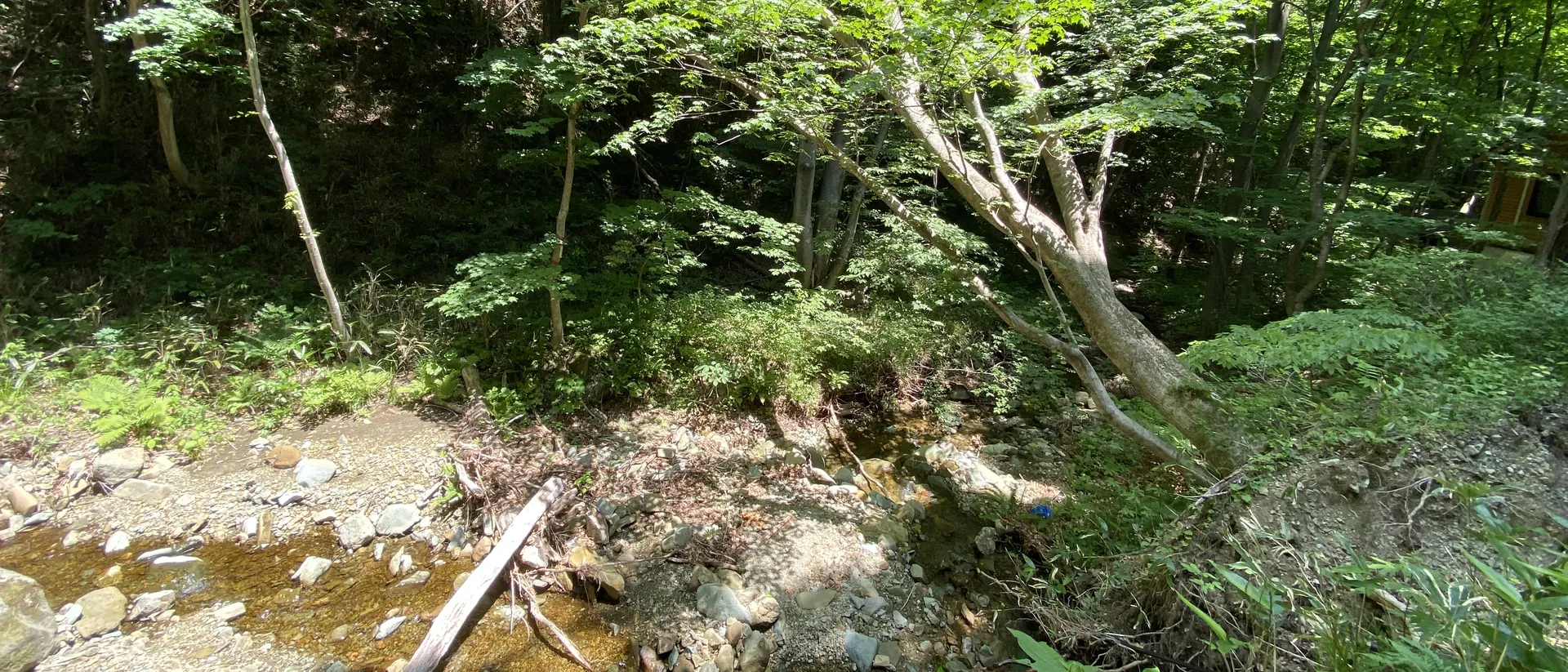 新緑の木々に囲まれた、石の多い沢のほとりの風景