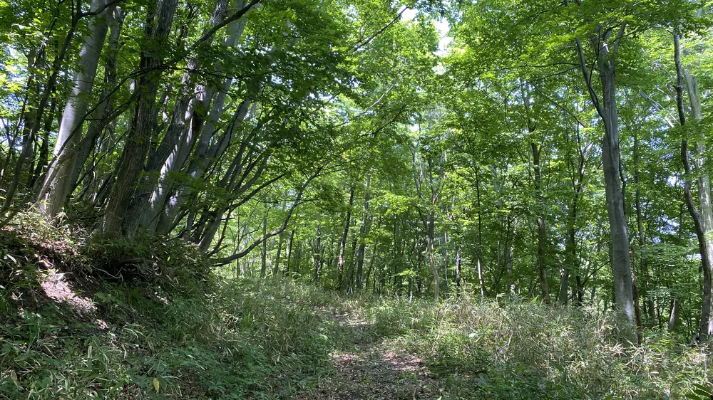 木々が重なり、小道と林床まで見渡せる森の風景