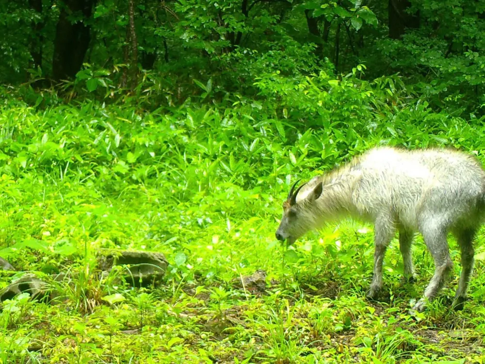 草地で草を食べる、白っぽい毛の動物