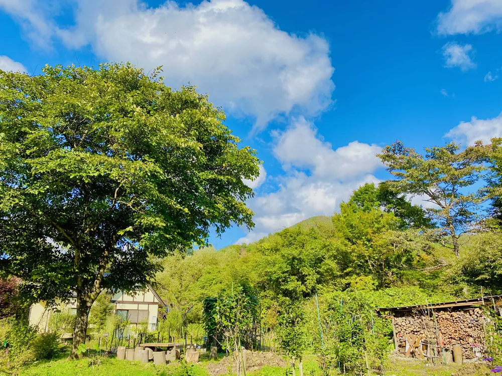 大きな木と家、積まれた薪が見える里山の風景