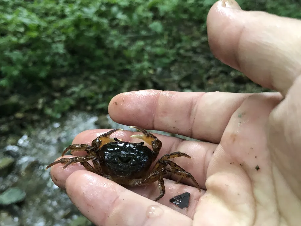 沢で、てのひらに小さなカニをのせた手