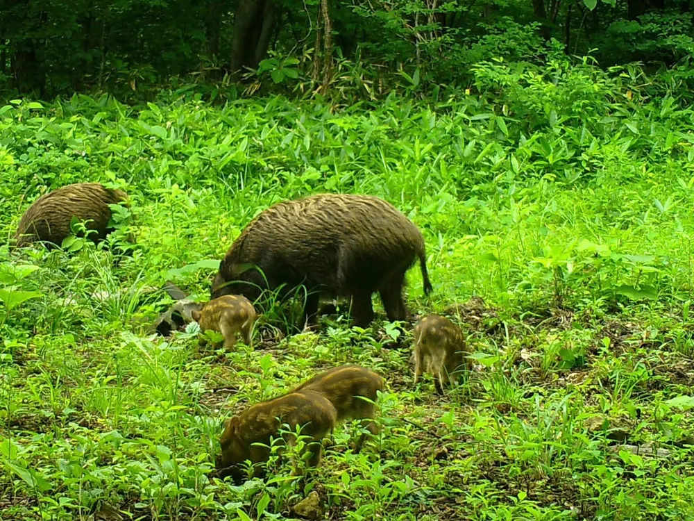 草地で餌を探す動物の親子