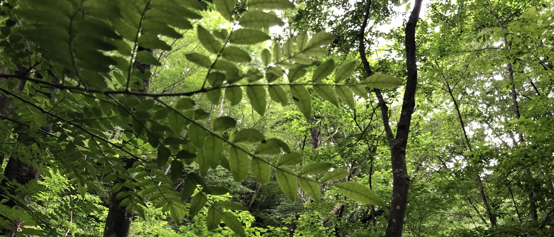 明るい緑の葉と木々が重なる、光の差す森