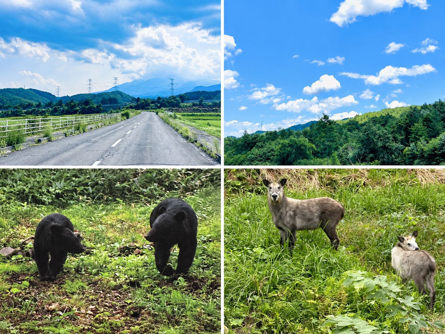 山並みと青空の風景、森にいるクマとカモシカを組み合わせた4枚の写真