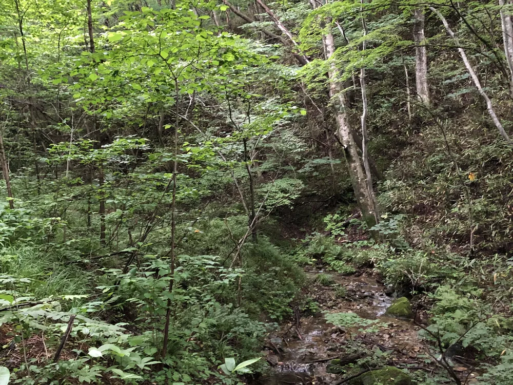 木々が重なり、林床まで緑が広がる森の風景