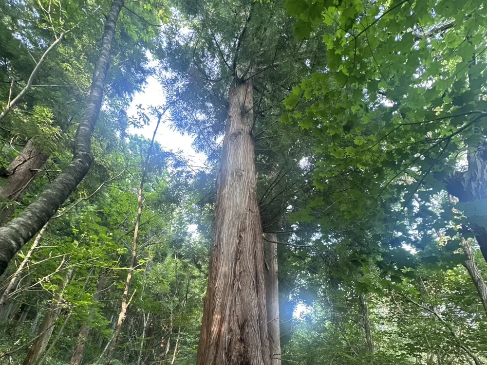 空へ高くのびる杉の木を見上げた森の風景