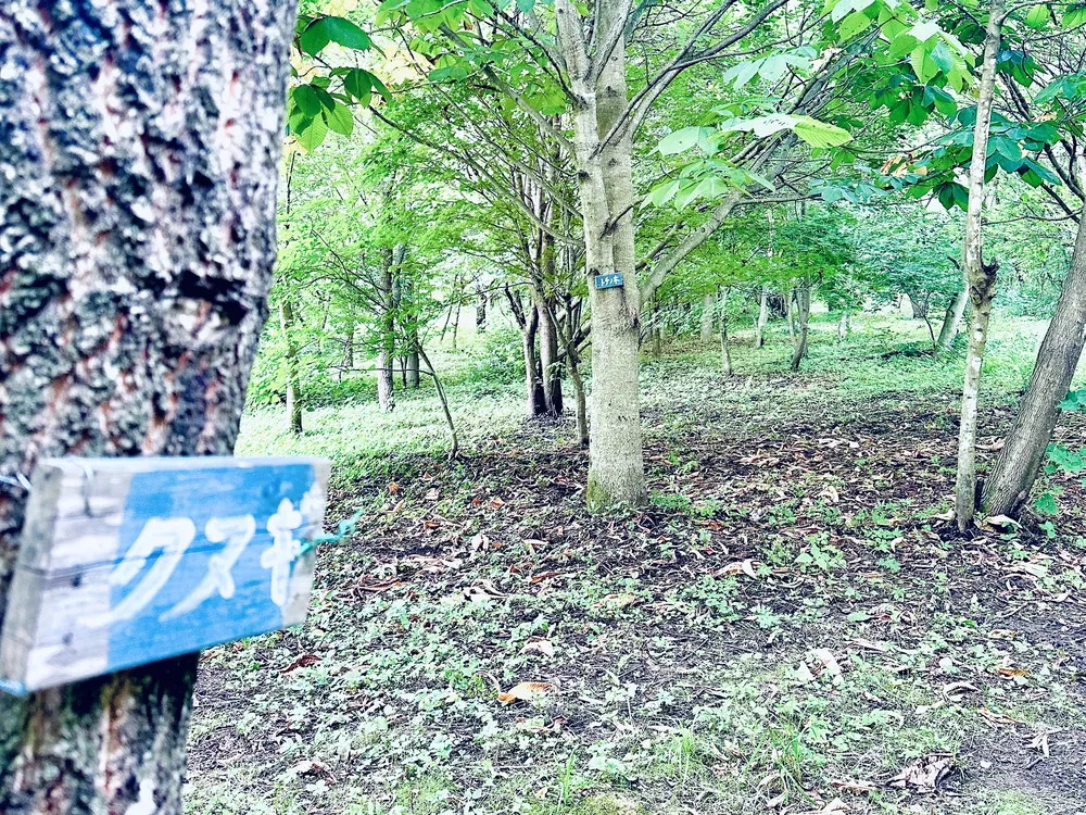 開けた林に木が立ち、幹には名札のような札がついている