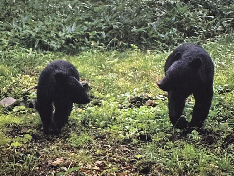 森の中を歩くクマの親子