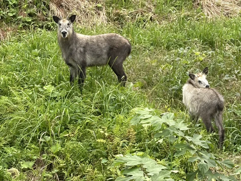 草地に立つ二頭のカモシカ